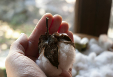 【日々のこと】綿はあたたかい。小春日和の旧寺崎邸中庭で綿を収穫。