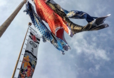 【雑感にょろり】龍になりたい 鯉のぼり