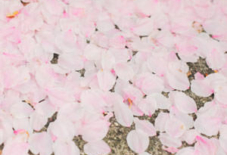 散りはじめの桜。