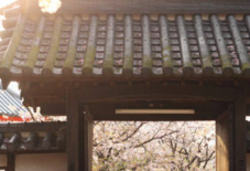 今日も桜通信。久留米絣の布展最終日。