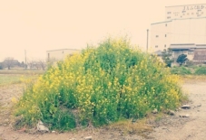 【暮らし】菜の花の山