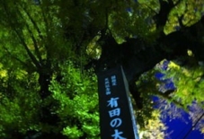 泉山大公孫樹の下で。
