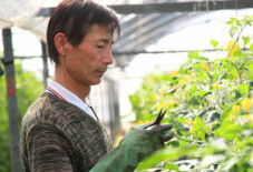 1月のでん一農場 千香が少しずつ出荷