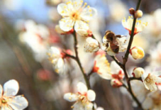 梅は咲いたか、桜はまだか。