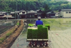 【暮らし】田植えはじまる。オタマジャクシの成長を眺める朝。