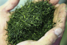 素材を活かす。八女新茶。