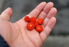 【日々のこと】木苺の季節。夏が近づいてきた。