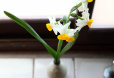 水仙と瑞穂窯の花挿し