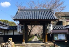 【日々のこと】無量寿院の桜並木