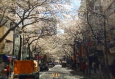 【東京新川分室】分室まで続く桜並木
