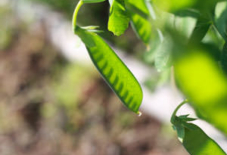 裏庭農園、試食係。