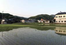 田植えの風景。