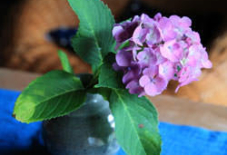 梅雨と紫陽花。