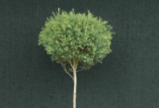 【ワークショップ】出張 両筑植物センター 樹形作りワークショップ
