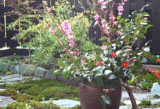 桃と椿と、食べれない菜の花。