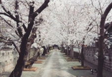 【日々のこと】桜咲く。板から考える展終了。