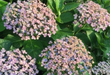 【雑感にょろり】日本原種の紫陽花。海を渡って日の目を見る。