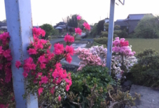 【雑感にょろり】主役級の存在感 九州のツツジ