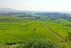 【雑感にょろり】八女のトスカーナ 八女中央大茶園