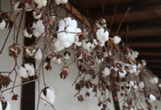 【2000文字コラム 渡邊令】綿について考える。時代も国境も超えて、旅をする。