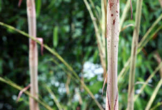 皮白竹の竹皮拾い。