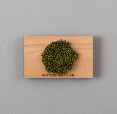 同定標本 オオシラガゴケ