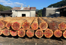 【産地としての八女】資源と技術をつなぐ八女での取組み － 八女杉編 －