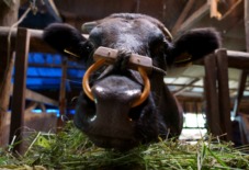 【地域文化採集記】　NO SIGN / 宮崎黒毛和牛の「食べる」と「使う」が地続きに。いのちを全ていただくこと。